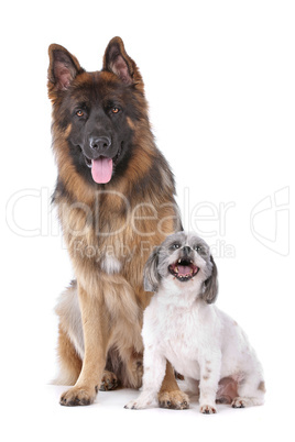 German shepherd and a mixed breed dog