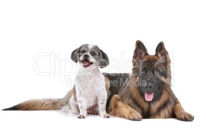 German shepherd and a mixed breed dog