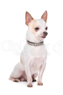 Chihuahua