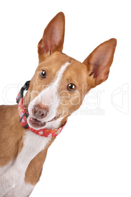 Podenco