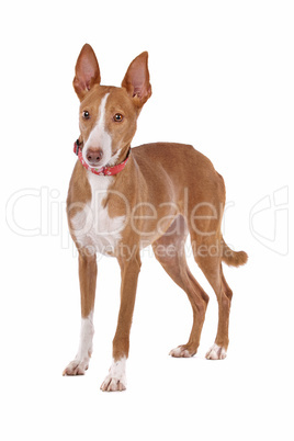 Podenco