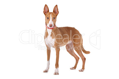 Podenco