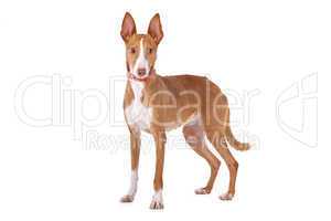 Podenco