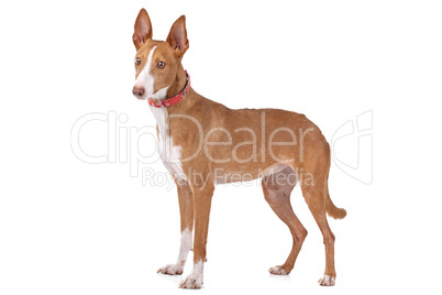 Podenco