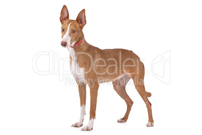 Podenco