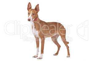 Podenco