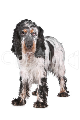 English Cocker Spaniel