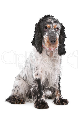 English Cocker Spaniel