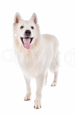 white Shepherd dog