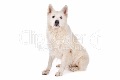 white Shepherd dog