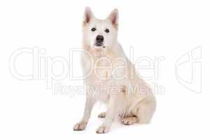 white Shepherd dog
