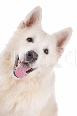 white Shepherd dog