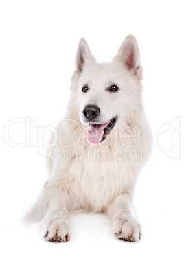 white Shepherd dog