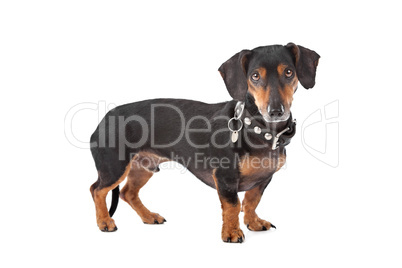 Dachshund