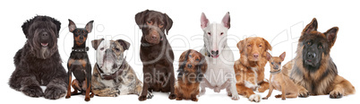 Group of Dogs
