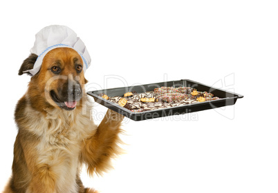 Hund mit Kochmütze serviert Kekse