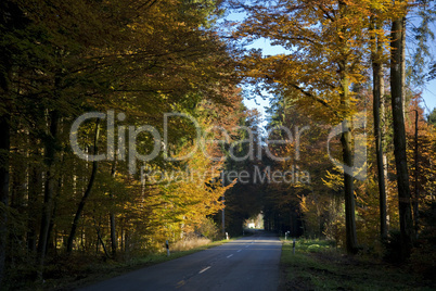 Straße durch Herbstwald