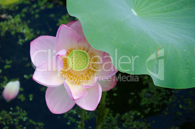 Beautiful pink lotus flower