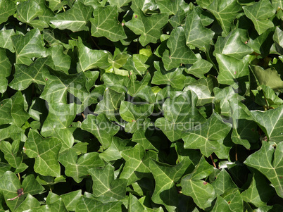 Ivy picture