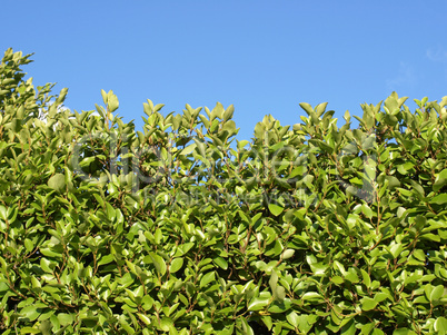 Hedgerow picture