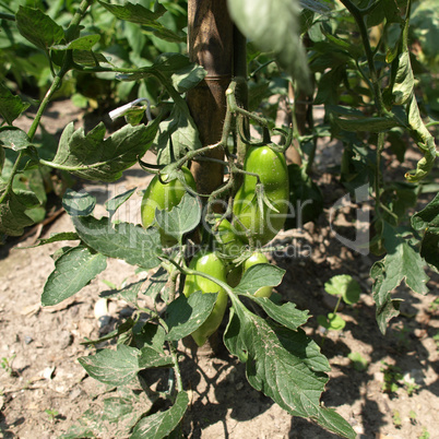 Tomato plants