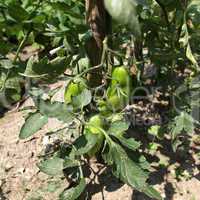 Tomato plants