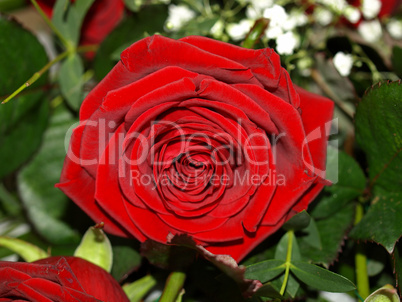 Rose picture