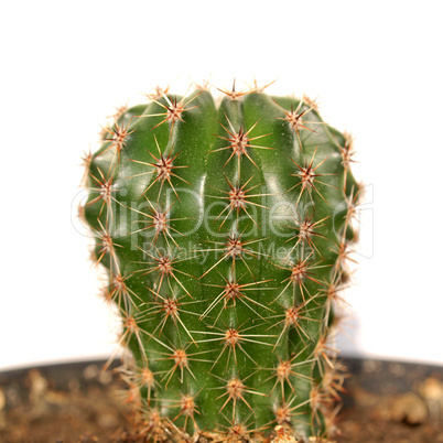 Cactus picture