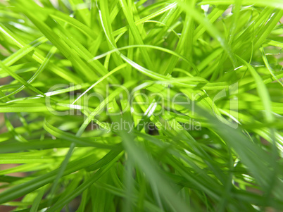 Grass meadow weed