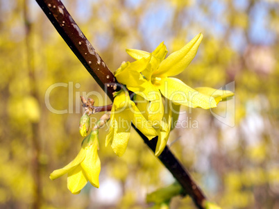 Forsythia picture