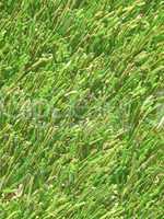 Artificial grass