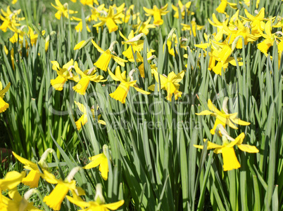 Daffodils picture