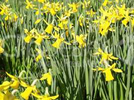 Daffodils picture