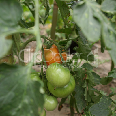 Tomato