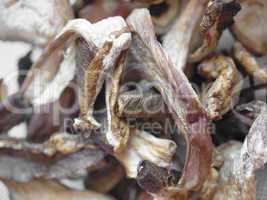 Mushrooms picture