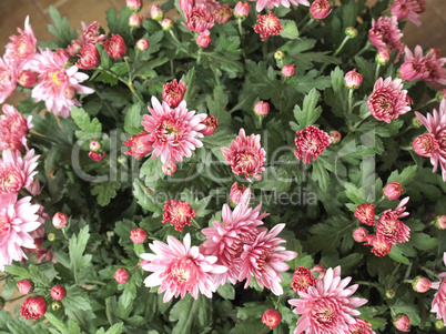 Chrysanthemum picture
