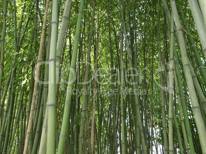 Bamboo picture