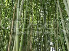 Bamboo picture