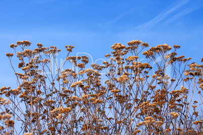 Dried yarrow flowers