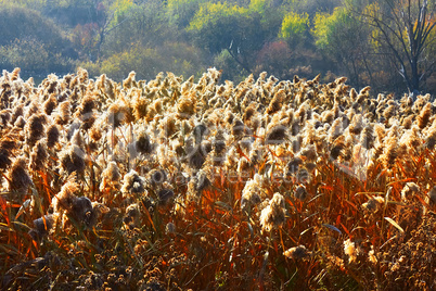 Marsh landscape