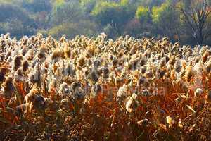 Marsh landscape