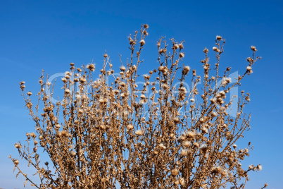 Dried thistle plants