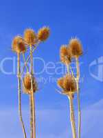 Dried teasel flowers