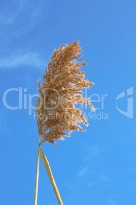 Dried reed inflorescence