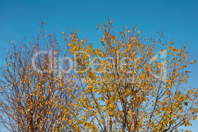 Trees in autumn beauty