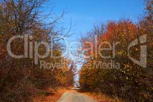 Road among autumn trees
