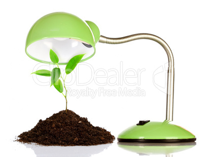 Young sprout and table lamp