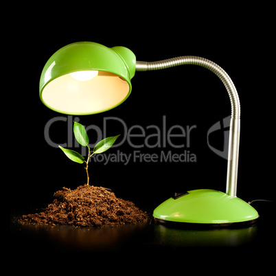 Young sprout and table lamp