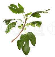 Branch of figs with fruit on the white background