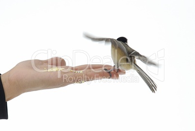 Bird on hand